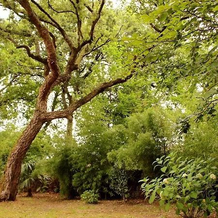 Yuja's Garden Saint-Vincent-de-Tyrosse